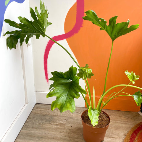 philodendron bipinnatifidum selloum Tree Philodendron