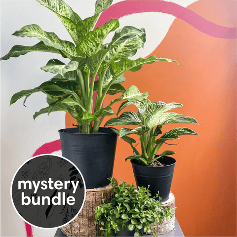 Tropical Mystery Plant Bundle | Subscription Available | House Plant Lucky Dip Gift Set - Sprouts of Bristol