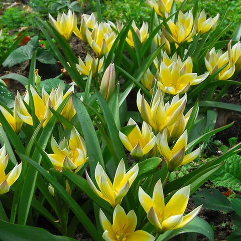 Tulip - Tulip dasystemon tarda [Bulbs] - Sprouts of Bristol