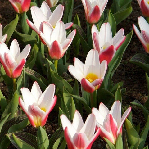Tulip - Tulipa kaufmanniana 'Heart's Delight' [Bulbs] - Sprouts of Bristol