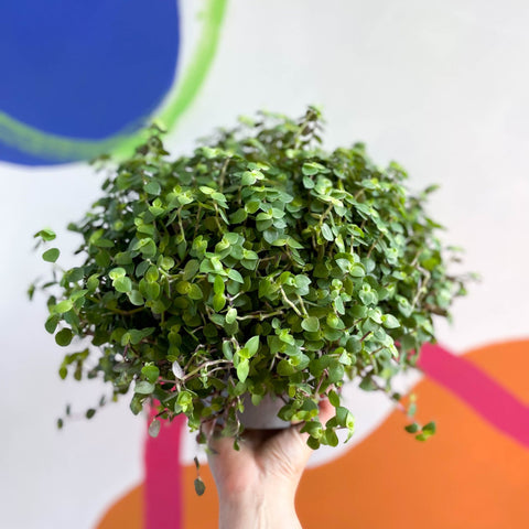 turtle vine house plant Callisia repens