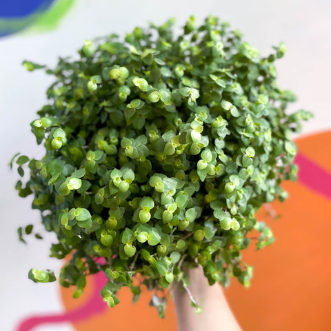 hanging plants turtle vine Callisia repens