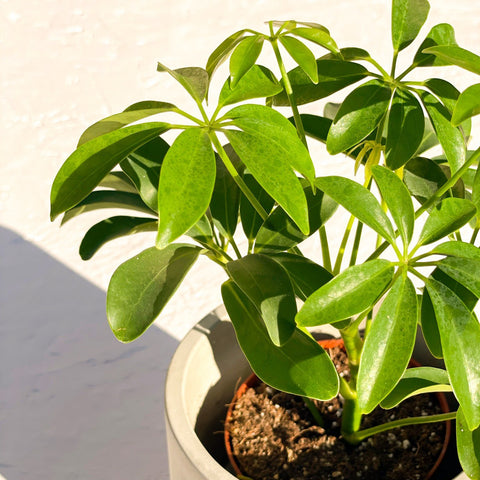schefflera arboricola luseana Umbrella Plant