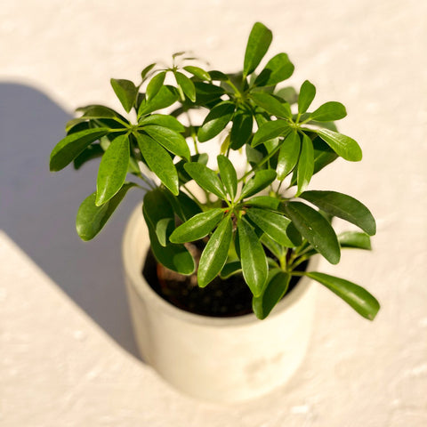 schefflera arboricola luseana Umbrella Plant