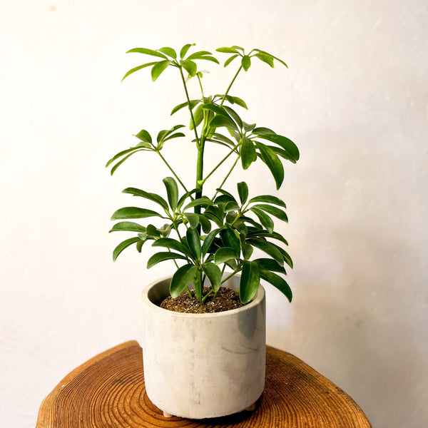 arboricola schefflera luseane Umbrella Plant