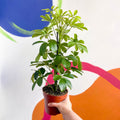 Umbrella Plant - Schefflera 'Nora' - Sprouts of Bristol