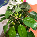 Umbrella Tree - Schefflera actinophylla 'Amate' - Sprouts of Bristol