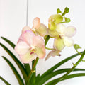 Vanda Orchid - Vandaceous - Sprouts of Bristol