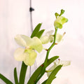 Vanda Orchid - Vandaceous - Sprouts of Bristol