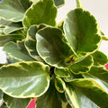 Variegated Baby Rubberplant - Peperomia obtusifolia `Variegata' - British Grown - Sprouts of Bristol
