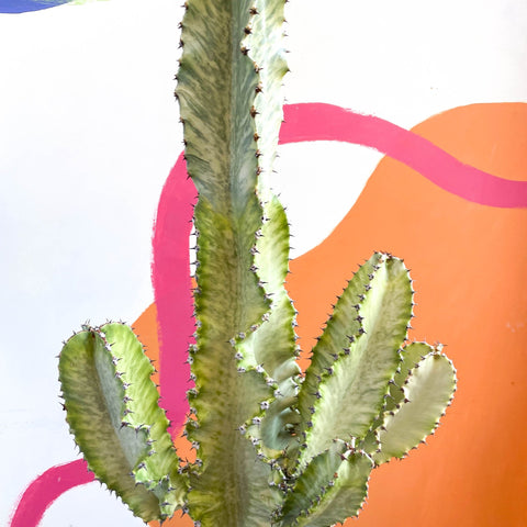 types of euphorbia cactus Euphorbia erythraeae variegata