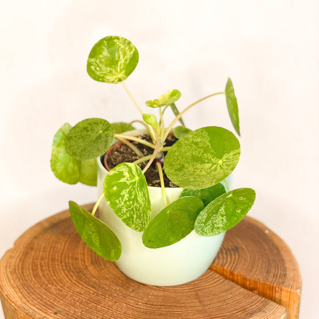 Variegated Chinese Money Leaf - Pilea peperomioides ‘Mojito’ - Sprouts of Bristol