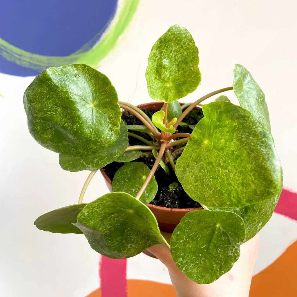 Variegated Chinese Money Leaf - Pilea peperomioides ‘Sugar’ - Sprouts of Bristol