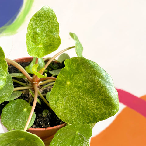 variegated chinese money plant Variegated Chinese Money Leaf