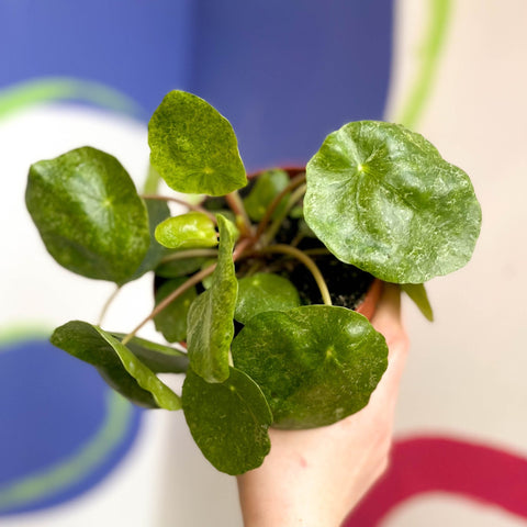 etsy chinese money plant Variegated Chinese Money Leaf