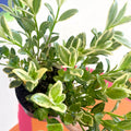 Variegated Goldfish Plant - Nematanthus radicans - Welsh Grown - Sprouts of Bristol