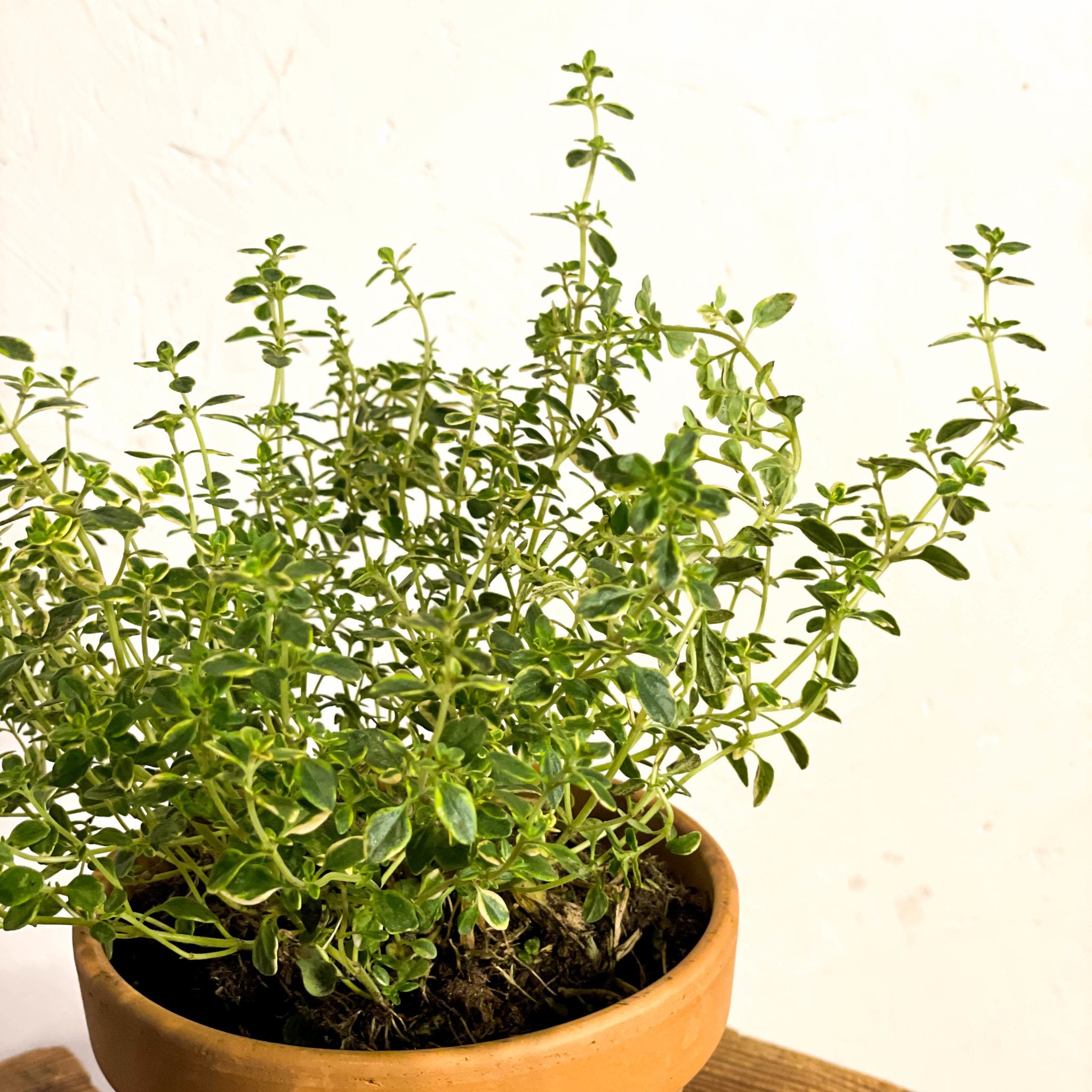 Variegated Lemon Thyme Thymus citriodorus Sprouts of Bristol