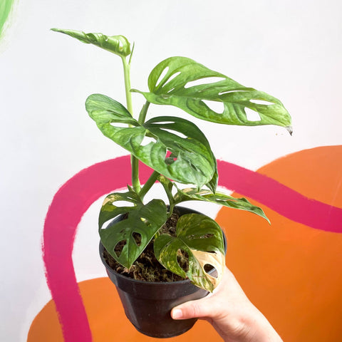 monstera adansonii variegated aurea Monstera adansonii variegata 'Aurea' – Sprouts of Bristol