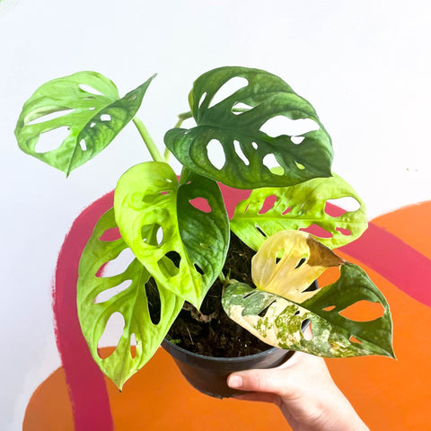 monstera adansonii aurea variegated Monstera adansonii variegata 'Aurea' – Sprouts of Bristol