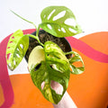Variegated Monkey Mask - Monstera adansonii variegata 'Aurea' - Sprouts of Bristol