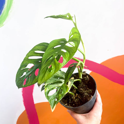 monstera adansonii vs monkey mask Monstera adansonii variegata 'Aurea' – Sprouts of Bristol