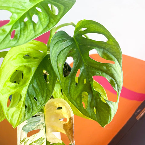 monstera adansonii yellow and brown leaves Monstera adansonii variegata 'Aurea' – Sprouts of Bristol