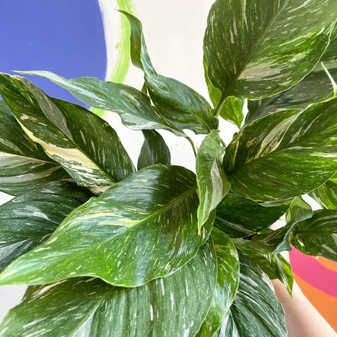 Variegated Peace Lily - Spathiphyllum wallisii 'Diamond' - Sprouts of Bristol