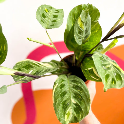 variegated prayer plant Maranta leuconeura 'Fiesta'