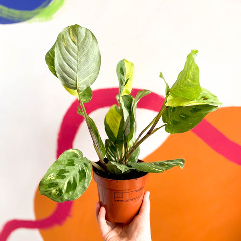 rabbit's foot prayer plant Maranta leuconeura 'Fiesta'