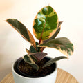Variegated Rubber Tree - Ficus Belize - Sprouts of Bristol