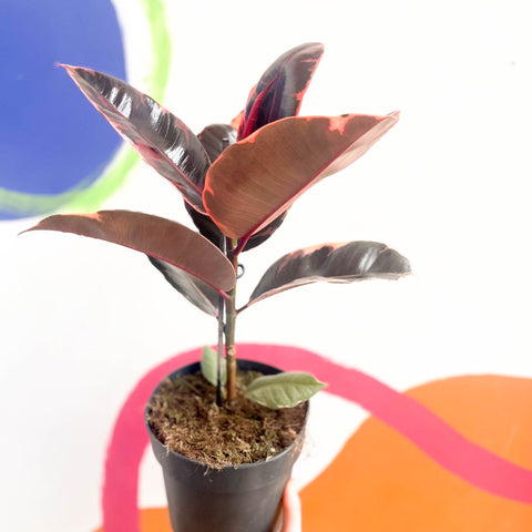 belize rubber tree Ficus elastica 'Belize'