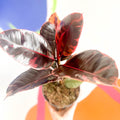 Variegated Rubber Tree - Ficus elastica 'Belize' - Sprouts of Bristol