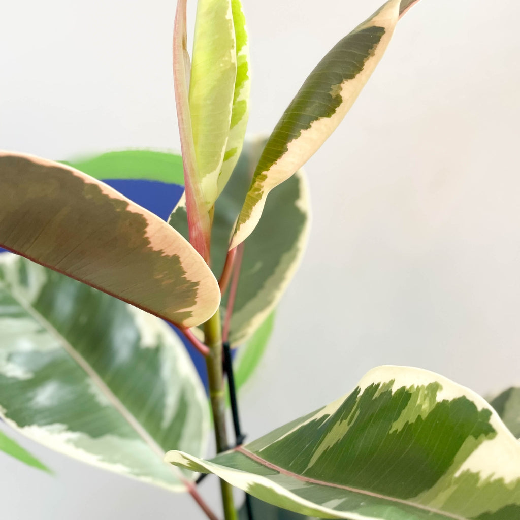 Variegated Rubber Tree - Ficus elastica 'Tineke' - Sprouts of Bristol
