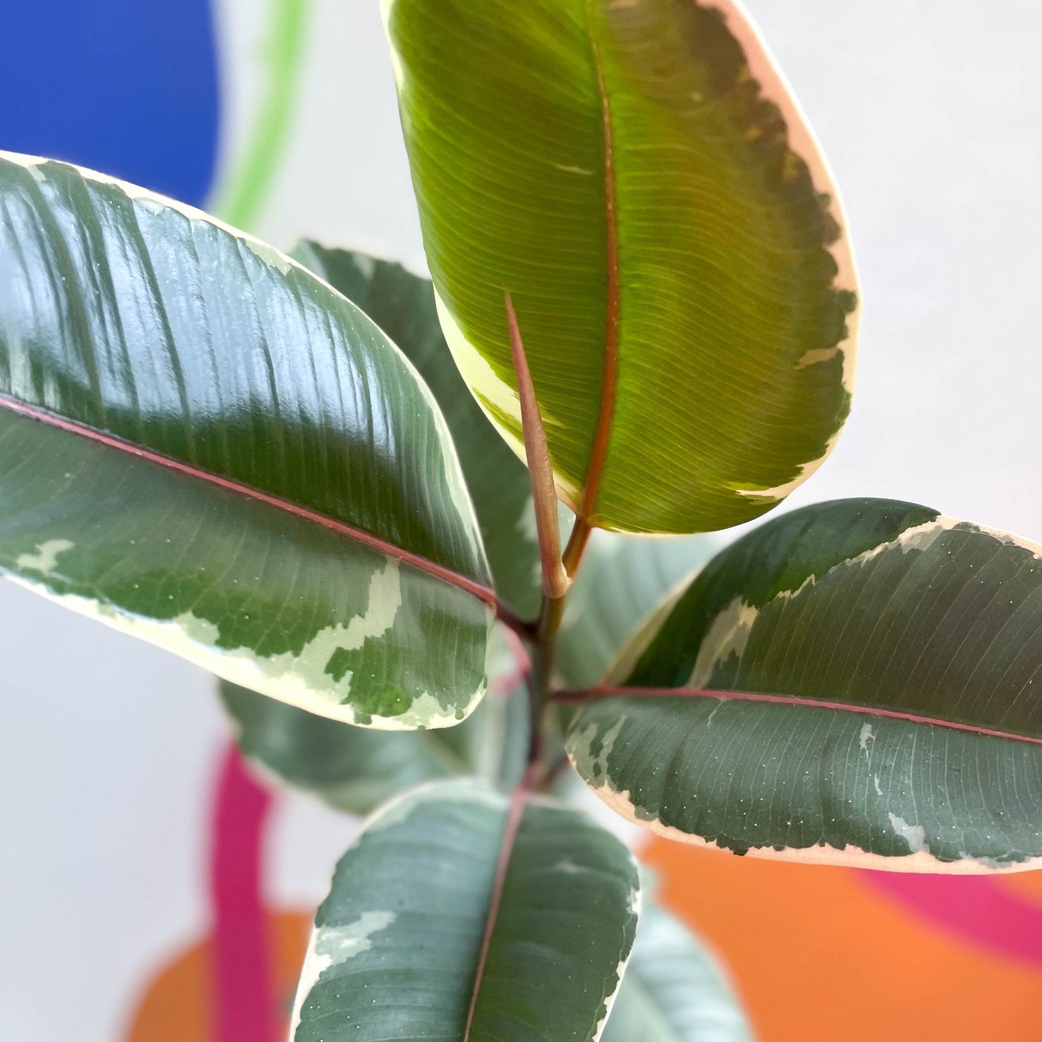 Ficus elastica 'Tineke' - Variegated Rubber Tree – Sprouts of Bristol