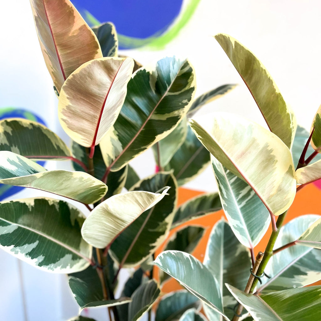Variegated Rubber Tree - Ficus elastica 'Tineke' - Sprouts of Bristol