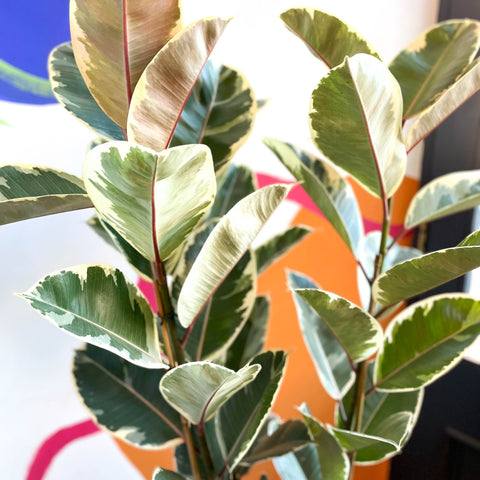 variegated rubber tree tineke Ficus elastica 'Tineke'