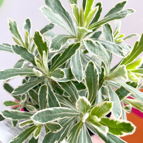Variegated Spurge Euphorbia Characias Silver Edge British Grown variegated-spurge-euphorbia-characias-silver-edge-british-grown
