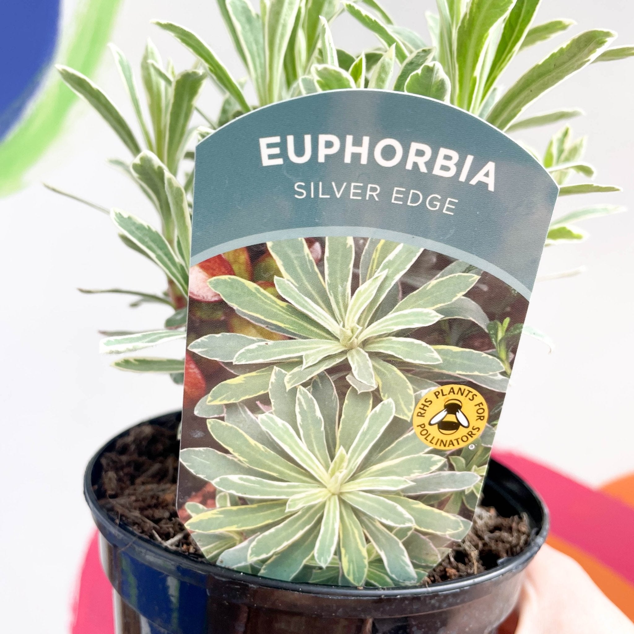 Variegated Spurge Euphorbia Characias Silver Edge British Grown variegated-spurge-euphorbia-characias-silver-edge-british-grown