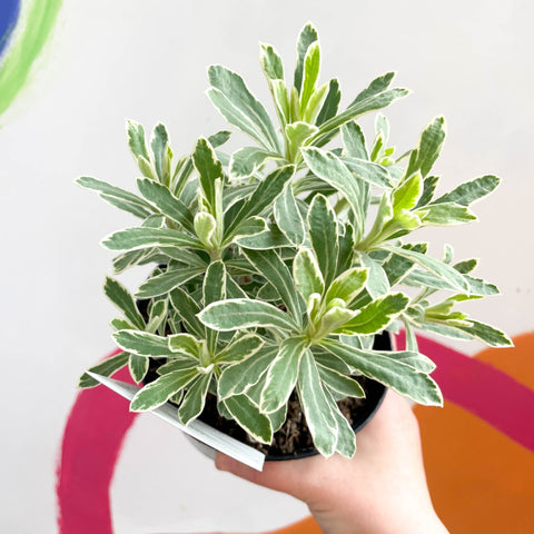 Variegated Spurge - Euphorbia characias 'Silver Edge' - Evergreen Perennial - Sprouts of Bristol