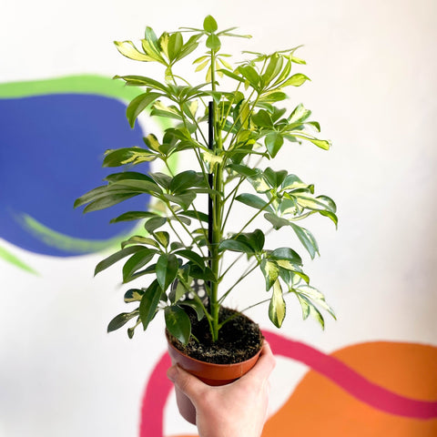 schefflera arboricola gerda Schefflera 'Gerda'
