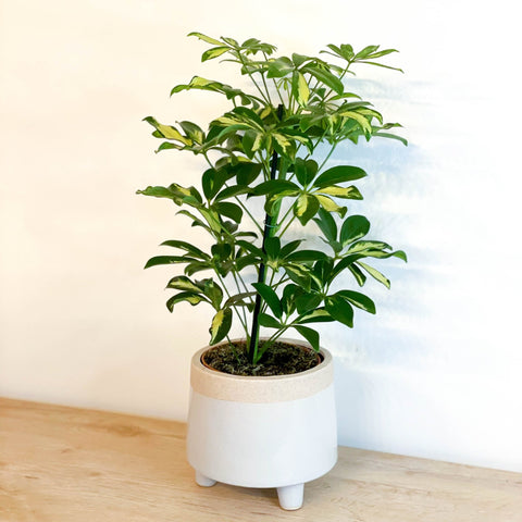 schefflera arboricola gerda Schefflera 'Gerda'