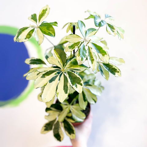 schefflera arboricola charlotte Variegated Umbrella Plant