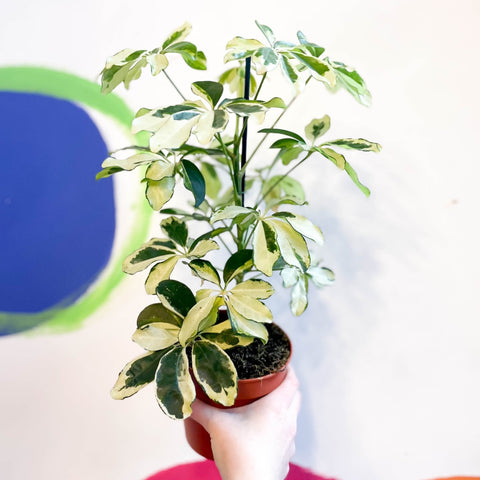 variegated house plants uk Variegated Umbrella Plant