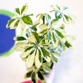 Variegated Umbrella Plant - Schefflera arboricola 'Charlotte' - Sprouts of Bristol