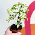 Variegated Umbrella Plant - Schefflera arboricola 'Janine' - Sprouts of Bristol