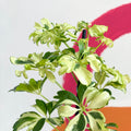 Variegated Umbrella Plant - Schefflera arboricola 'Janine' - Sprouts of Bristol