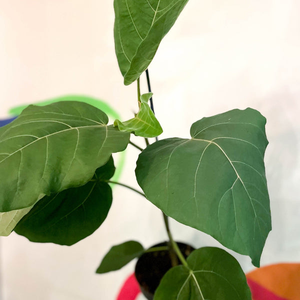 ficus auriculata zimmerpflanze Samtblatt-Feigenbaum