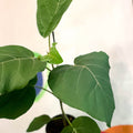 Velvet Leaf Fig Tree - Ficus auriculata 'Everest' - Sprouts of Bristol