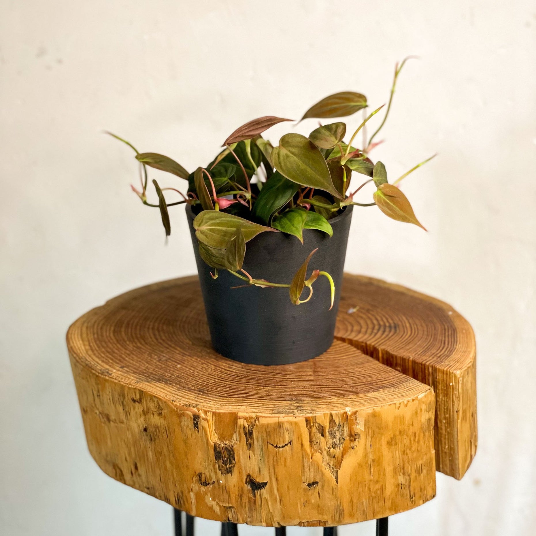 Velvet Leaf Philodendron - Philodendron scandens 'Micans' - Sprouts of ...