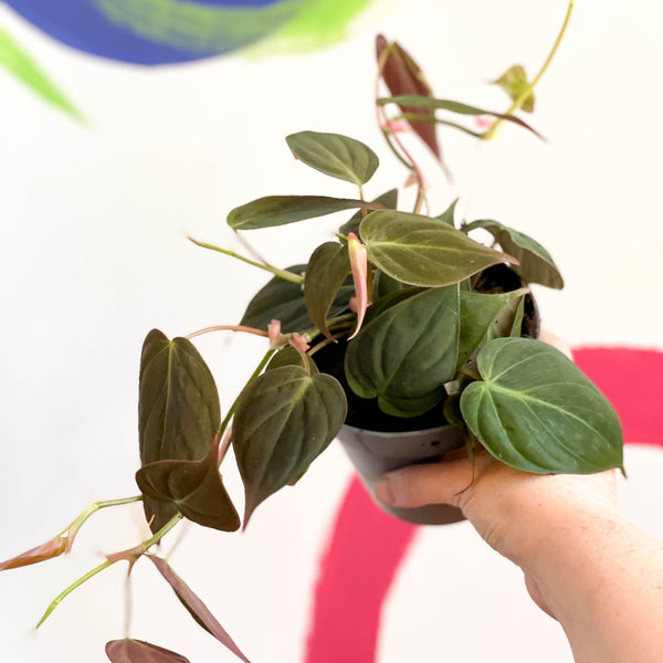 Samtblatt-Philodendron